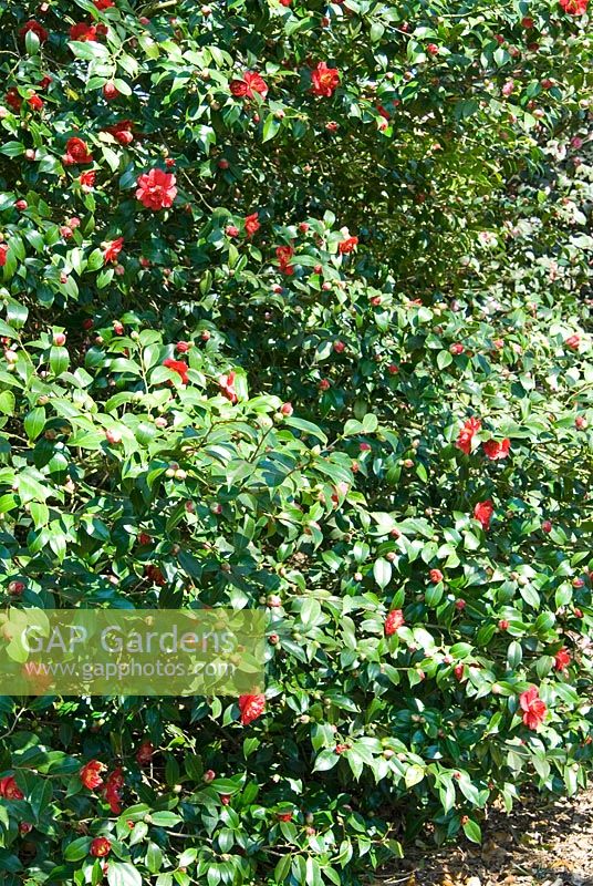 Camellia japonica 'Goshoguruma' - RHS Wisley