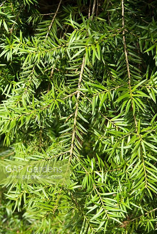 Podocarpus totara - Sir Harold Hillier Gardens / Hampshire County Council