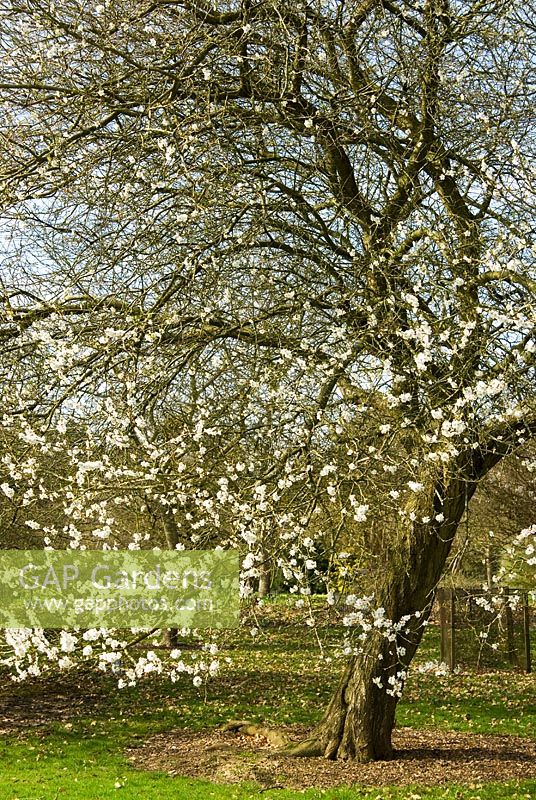 Prunus x dasycarpa. Sir Harold Hillier Gardens / Hampshire County Council, Romsey, Hants, UK