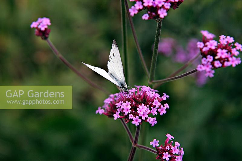 Green Veined White Butterfly - Pieris napi on Verbena bonariensis AGM