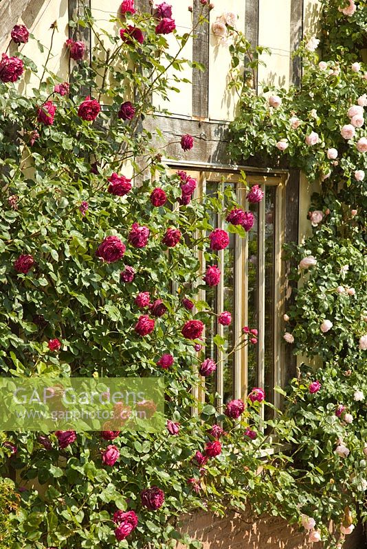 Roses climbing walls 'Falstaff' - Old Rose Hybrid, at David Austin Roses Albrighton, Staffordshire.