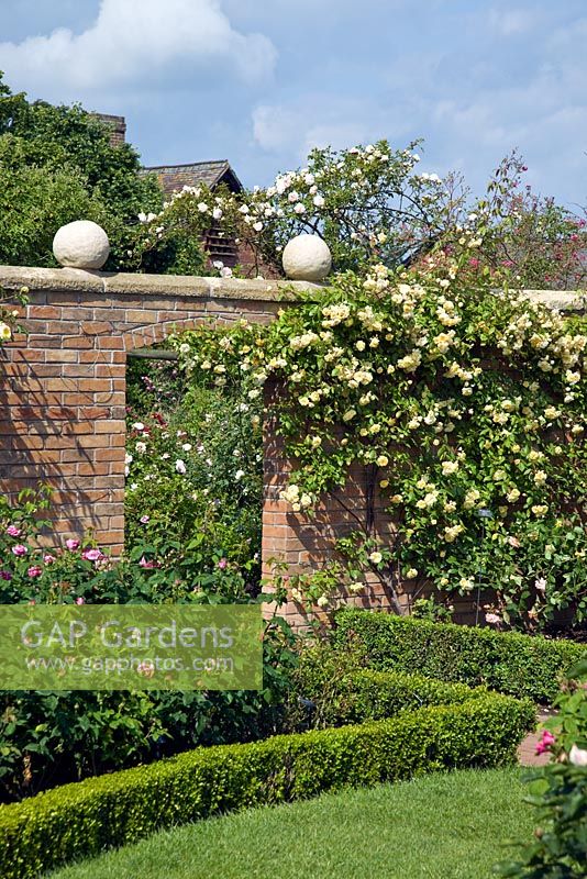 Walls with scented climbing Rosa and borders edged with Buxus - Box hedging - David Austin Roses Albrighton, Staffordshire.