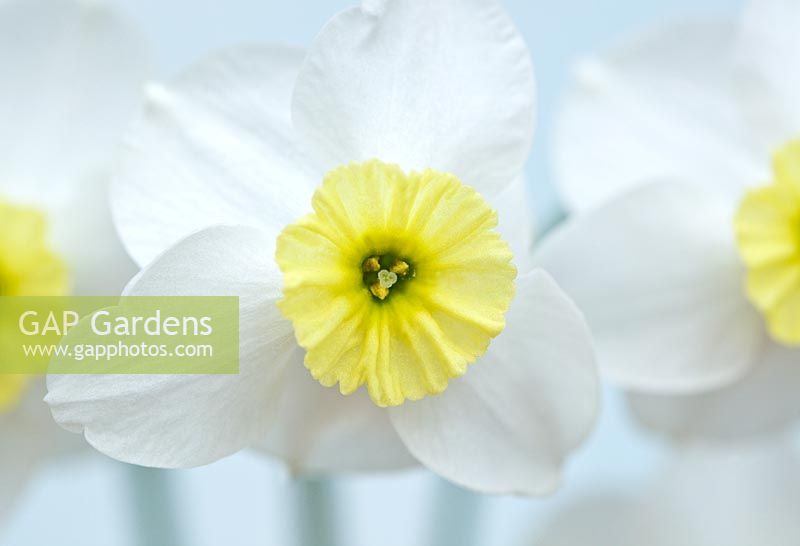 Orchid Flowering Narcissus 'Papillon Blanc'