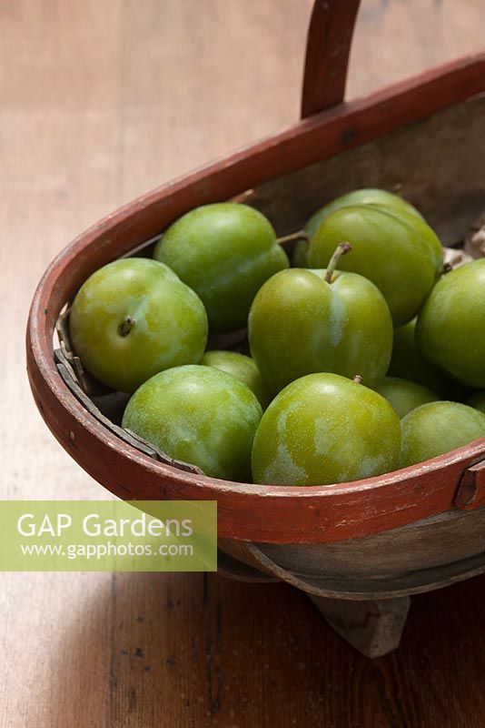 Ripe Greengages in trug