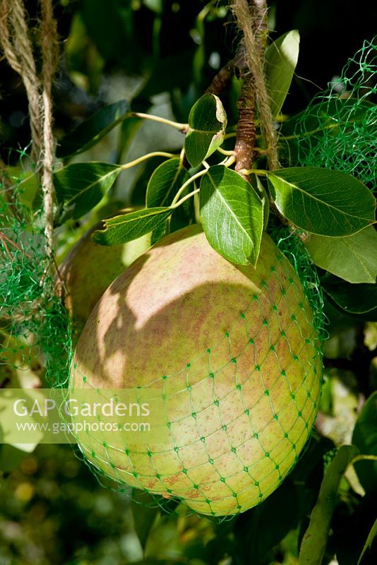 Pyrus - Pear 'Roosevelt' in home made support net, September