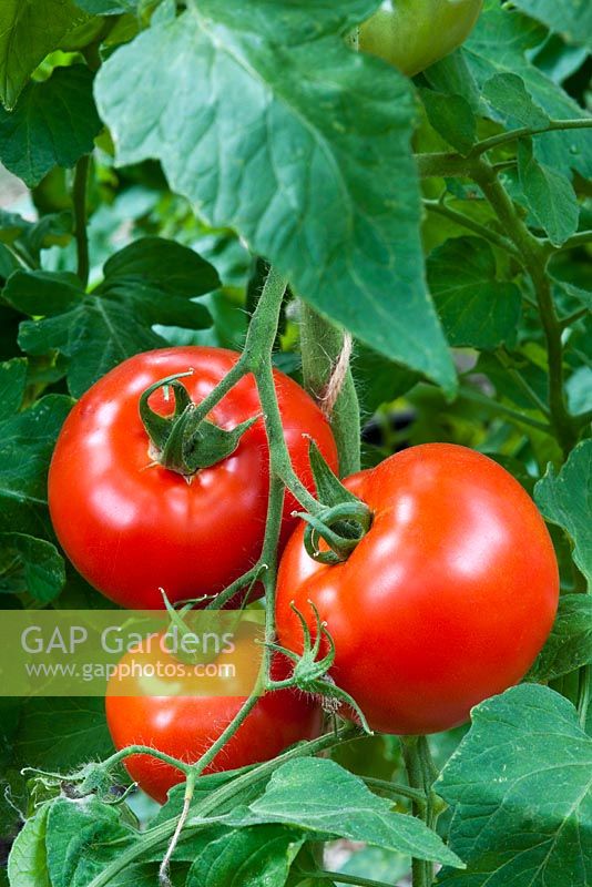 Lycopersicum - Tomato  'First Prize', September