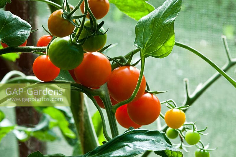 Lypopersicum - Cherry Tomato 'Sungold', September