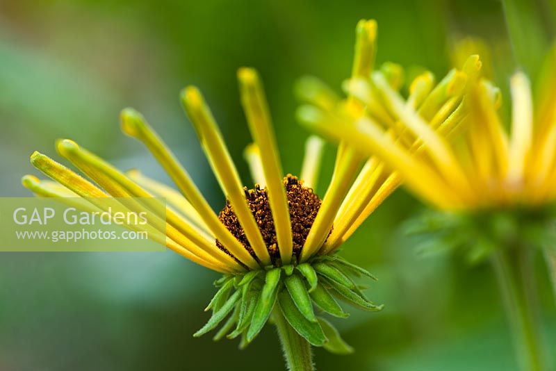 Rudbeckia subtomentosa 'Henry Eilers' - Sweet Coneflower