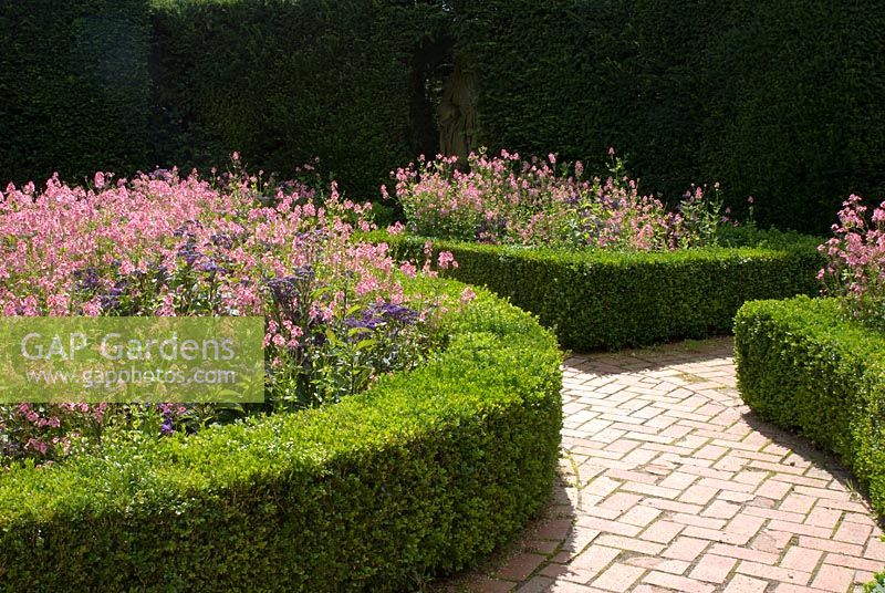 Clipped Buxus edged beds filled with Diascia and Heliotrope at Kingston Maurward Gardens, Dorset
