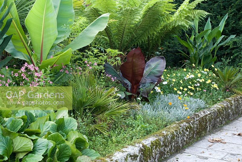 Raised border in the Balustrade garden with hardy exotics including Dicksonia antarctica, Musa, Ensete ventricosum 'Rubrum' and Chamaerops humilis at Kingston Maurward Gardens, Dorset  