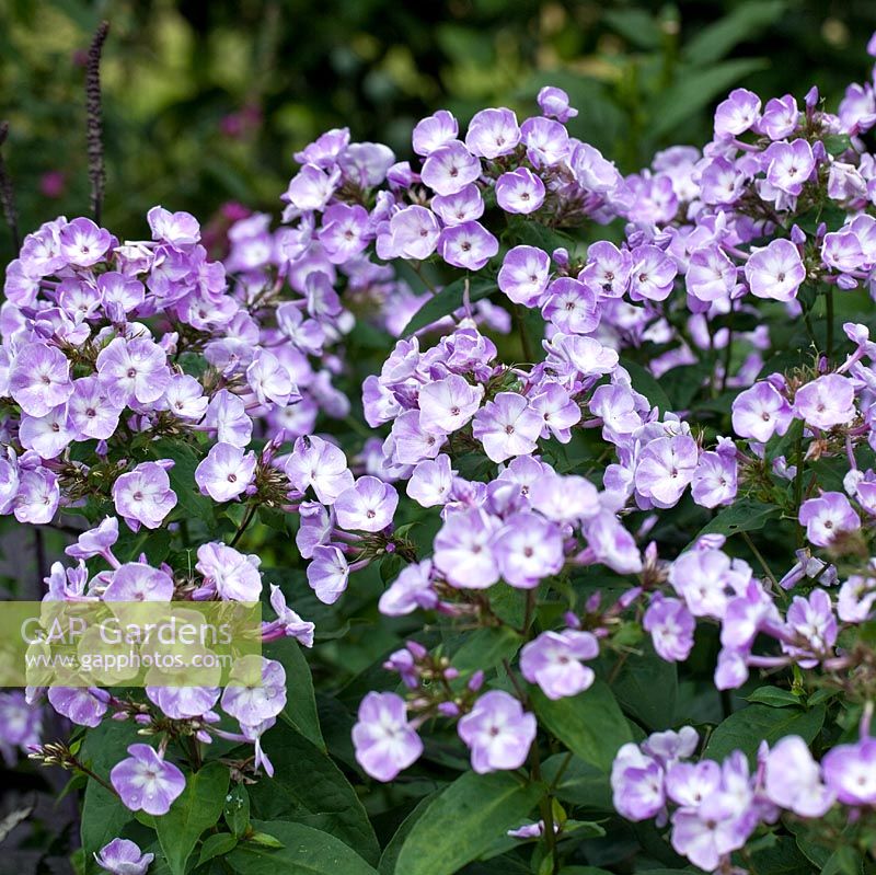 Phlox paniculata 'Katarina' in August at Lilac Cottage NGS, Gentleshaw, Staffordshire, UK
 
