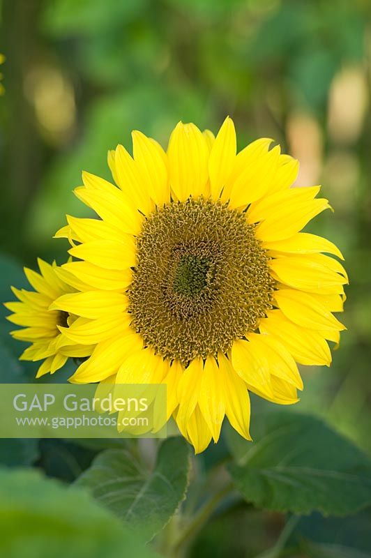 Helianthus 'Munchkin' - Sunflower