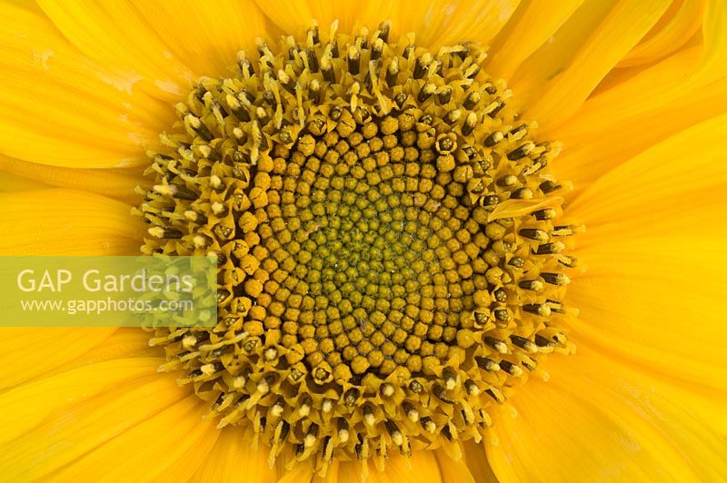 Helianthus 'Music Box' - Sunflower