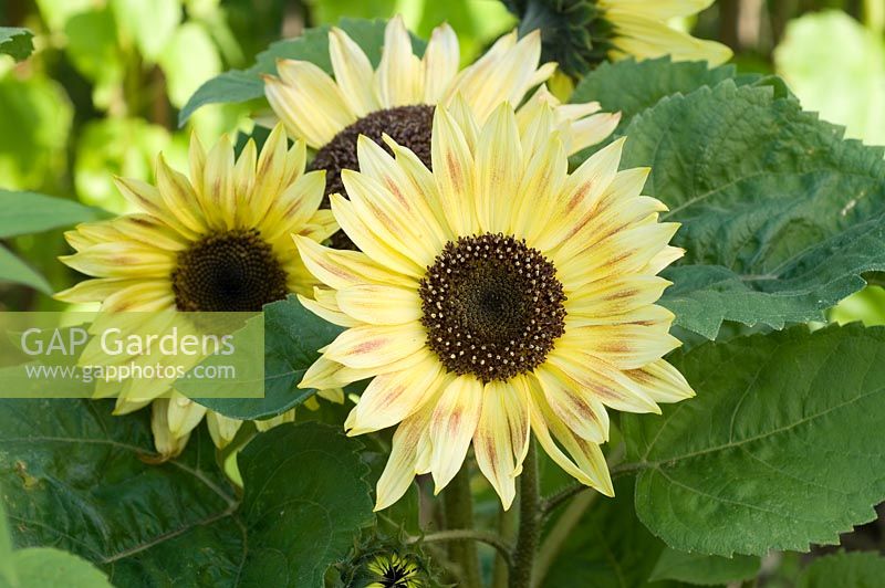 Helianthus 'Music Box' - Sunflower
