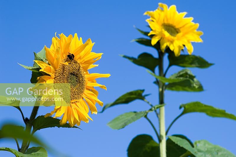 Helianthus 'Russian Giant' - Sunflower and Bee

