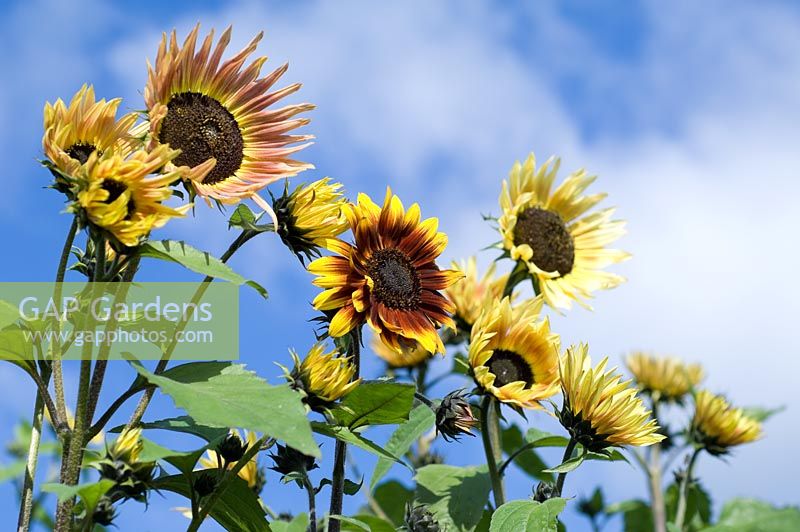 Helianthus 'Pastiche' - Sunflower
 