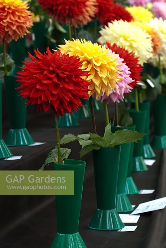 Dahlias on display at the Bath and West Gardening Show 2010