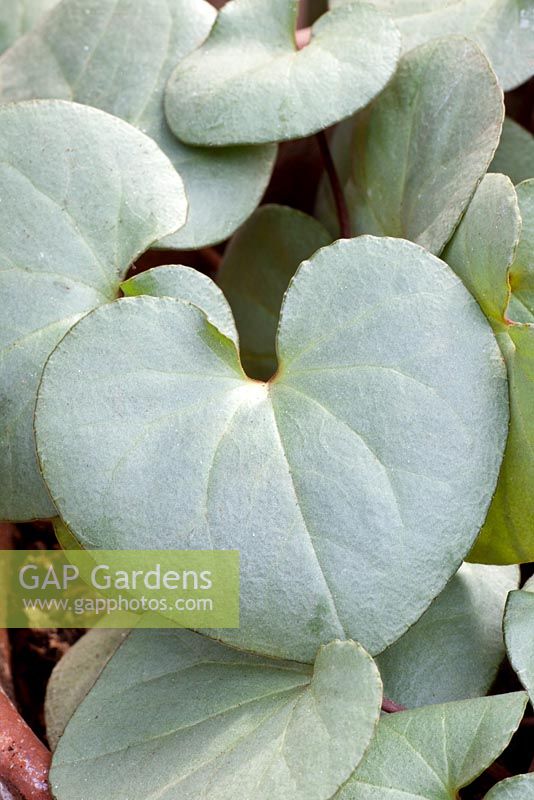 Cyclamen purpurascens 'Silver Leaf'