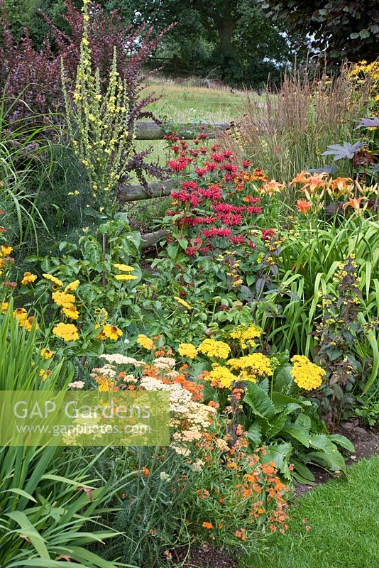 Borders of herbaceous perennials in August at Lilac Cottage NGS, Gentleshaw, Staffordshire, UK 
 