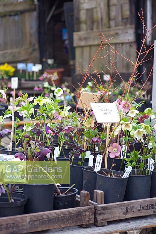 Hellebores for sale at nursery