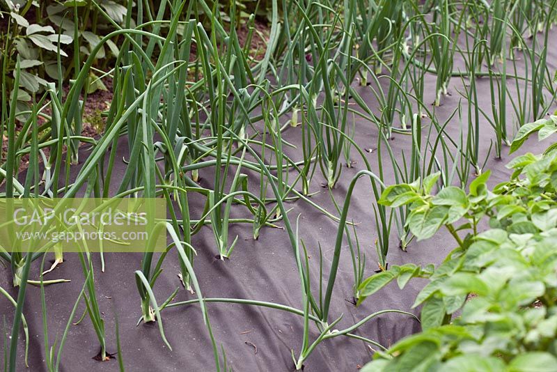 Allium - Onions 'Red Baron' growing through weed suppressing membrane
