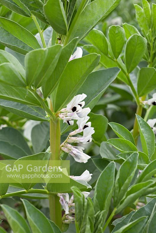 Vicia faba - Broad Bean 'Witkiem Manita' in flower