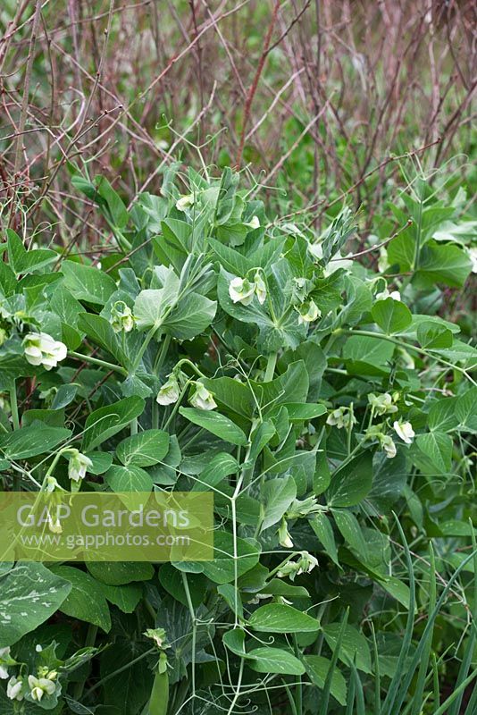 Pisum sativum - Pea 'Kelvedon Wonder' growing up twiggy pea sticks