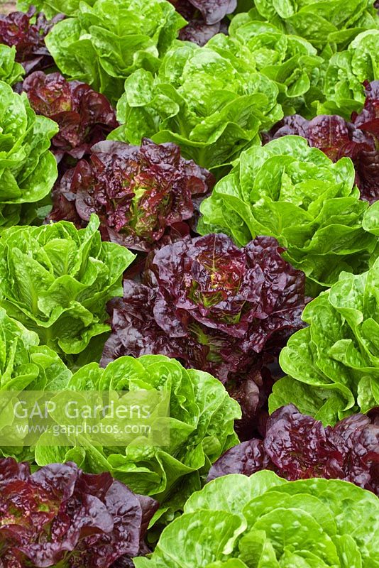 Red and green Lactuca sativa - Lettuce varieties