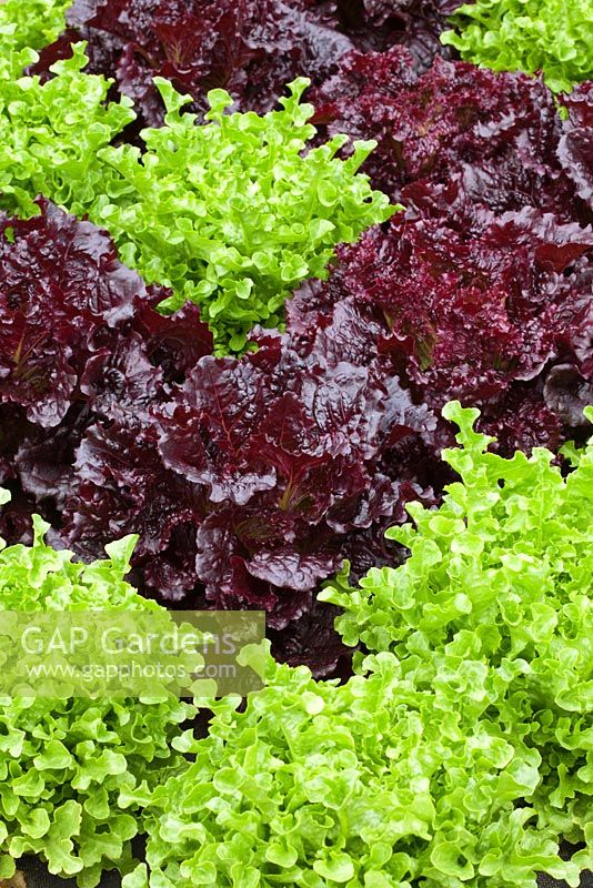 Red and green Lactuca sativa - Lettuce varieties including L. 'Ashbrook'