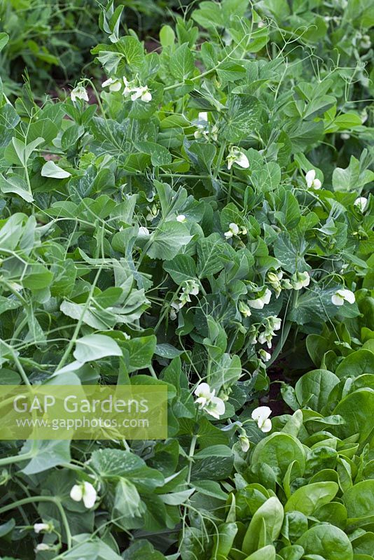 Pisum sativum - Peas  'Waverex', Spinacia oleracea - Spinach 'Toscana'