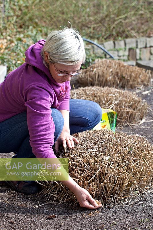 Adding organic fertiliser to the base of an ornamental grass
