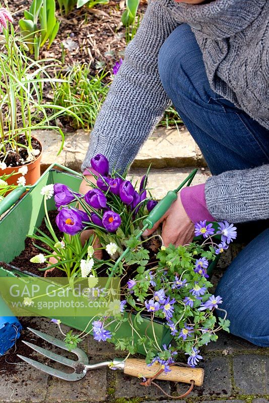 Planting up a metal container with Crocus, Muscari - Grape Hyacinth and Anemone
