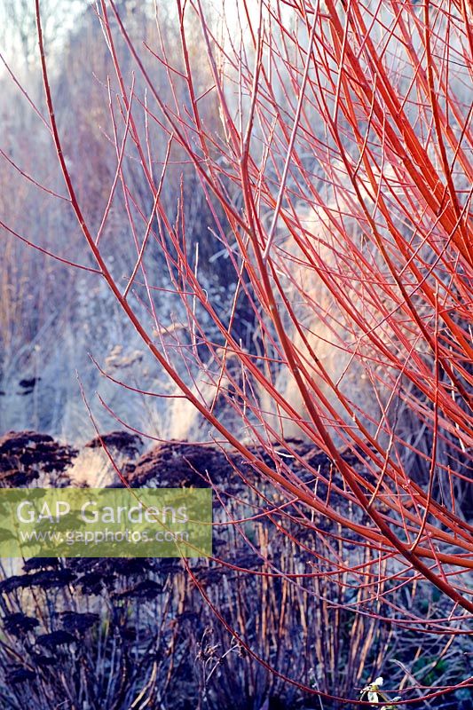 Winter border with Cornus alba Siberica, ornamental grasses and Sedum spectabilis - Woodpeckers NGS