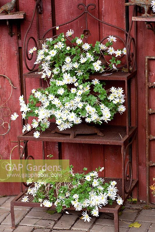 Anemone blanda 'White Splendour' in pots on ornate plant stand