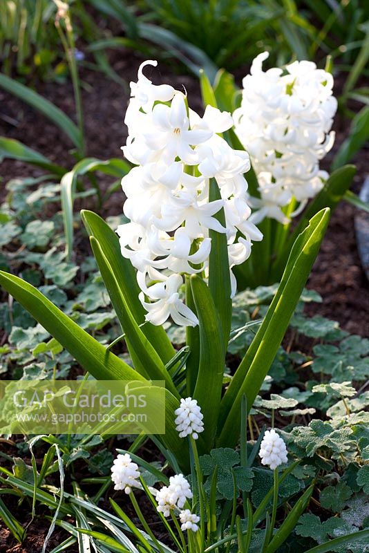 Hyacinthus 'White Pearl' and Muscari album 
