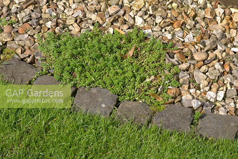 Mat forming Sedum growing over gravel of path with stone sett edge - 'Trevinia', Stubbins, Lancashire NGS
 

