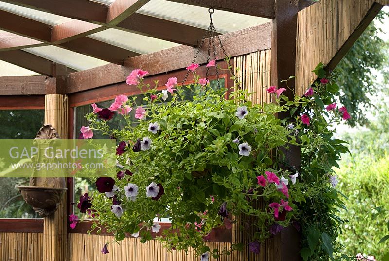 Hanging basket with Petunia in under cover outdoor living area with bamboo screens - 'Trevinia', Stubbins, Lancashire, NGS