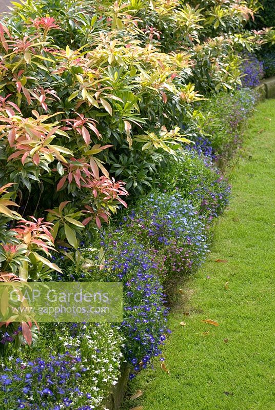 Pieris hedge underplanted with Lobelia - 'Trevinia', Stubbins, Lancashire, NGS 