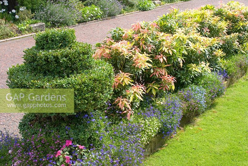 Pieris hedge underplanted with Lobelia and clipped Buxus spiral - 'Trevinia', Stubbins, Lancashire, NGS