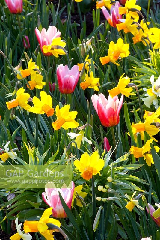 Tulipa 'Menton', Narcissus 'Jetfire' and Narcissus 'Jack Snipe' 