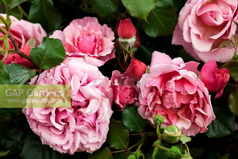 Rosa 'Aloha' - RHS Hampton Court Palace Flower Show 2010