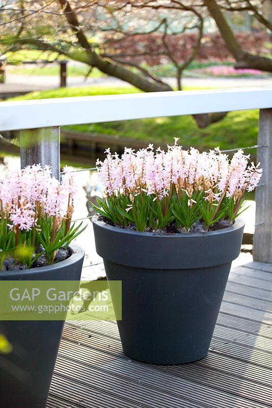 Hyacinthus in containers
