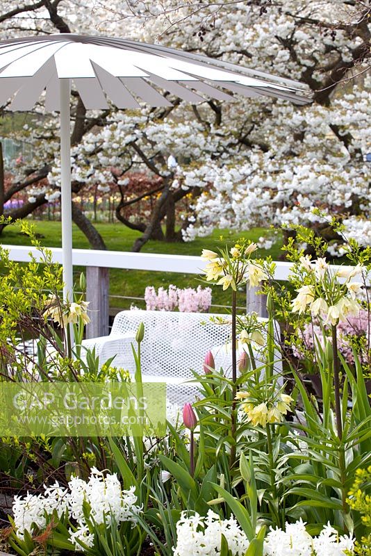 Seating area with parasol in Spring, planting of Tulipa 'Spring Green', Tulipa 'Exotic Emperor, Hyacinthus 'White Pearl' and Fritillaria raddeana 