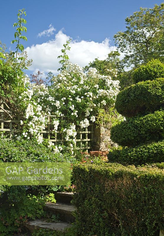Rosa 'Rambling Rector' climbing over trellis and shaped box hedging - Foxcote Hill, Ilmington, Warwickshire, NGS