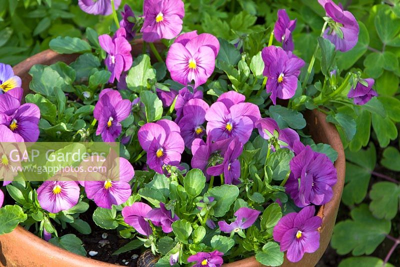 Viola 'Sorbet Purple Duet Delightful' in clay pot 
