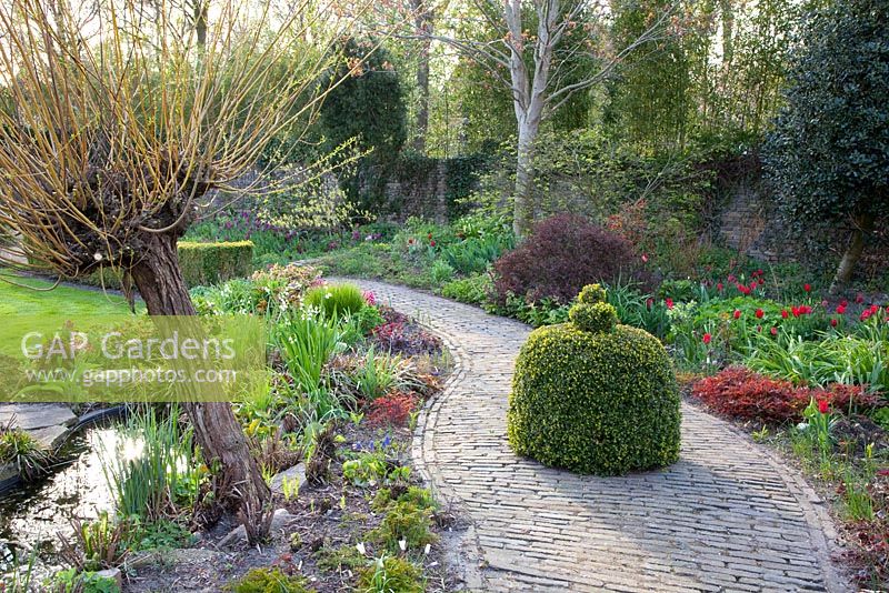 Clipped box topiary, beds of Tulipa 'Sweetest Spring', Tulipa 'Pretty Woman' and Salix