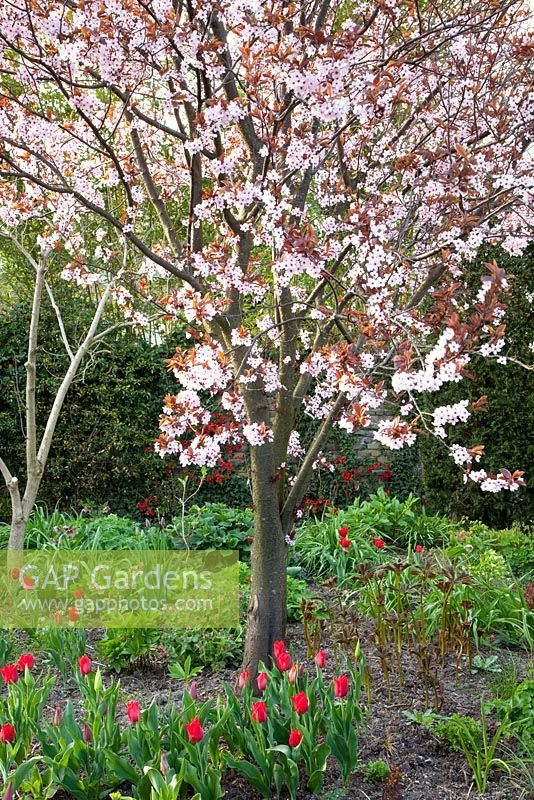 Prunus cerasifera 'Nigra' underplanted with Tulipa 'Sweetest Spring' and Tulipa 'Pretty Woman' 