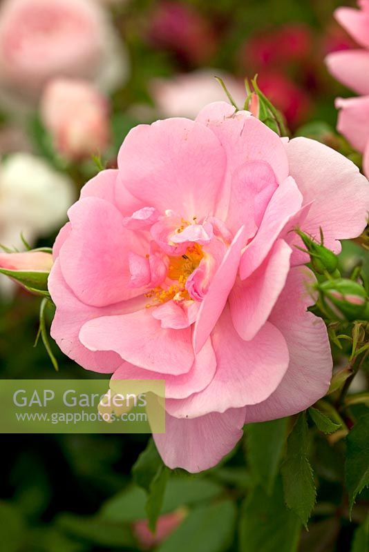 Rosa 'Cariad' - RHS Hampton Court Palace Flower Show 2010