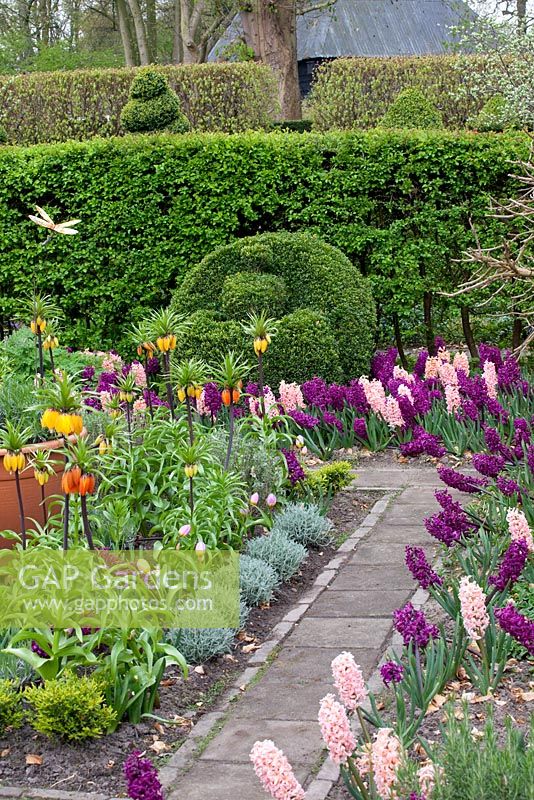 Potager in Spring with Hyacinthus 'Woodstock', Hyacinthus 'Gipsy Queen' and Fritillaria imperalis