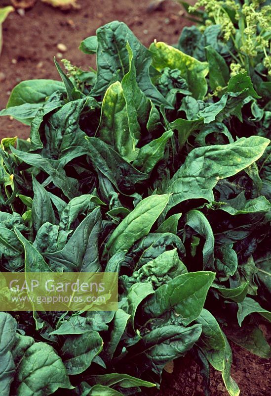 Spinacia oleracea - Spinach 'Oriento'